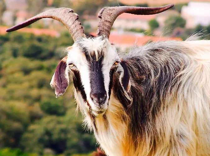 公寓 Charming In - 38 M² - Parking *